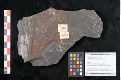 Foto (Objekt + Etikett) von Senftenbergia crenata Lindl. et H. (NHMW-GEO-2024-0188-10942)